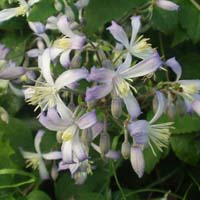 Clematis jouiniana Praecox