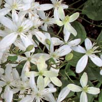 Clematis mandshurica 