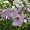 Clematis vit. Luxuriant Blue