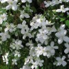 Clematis montana Miss Christine