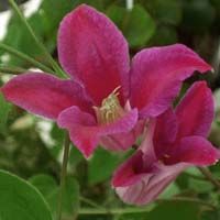 Clematis texensis Sir Trevor Lawrence
