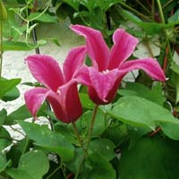 Clematis texensis Princess Diana