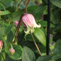 Clematis viorna bot. Art