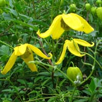 C.orient. x serratifolia Helios