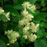 Clematis gouriana bot. Art