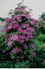 Clematis Dr. Ruppel