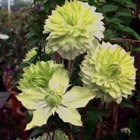 Clematis florida alba plena