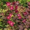 Clematis vit.Kermesina