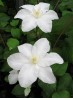 Clematis Sylvia Denny 