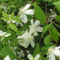 Clematis kirilovii