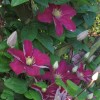 Clematis Remembrance