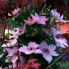 Clematis Pink Fantasy