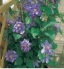 Clematis Vyvyan Pennell