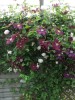 Clematis Warszawska Nike