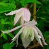 Clematis alpina Pink Princess
