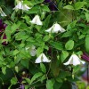 Clematis vit.Hagelby White