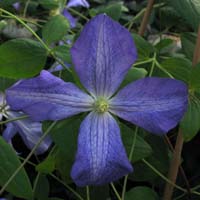 Clematis vit. Jenny