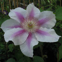 Clematis Klaara