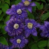 Clematis Belle of Taranaki