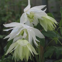 Clematis fauriei Albina Plena