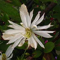 Clematis montana Pleniflora