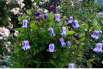 Clematis cylindrica Swedish Bells