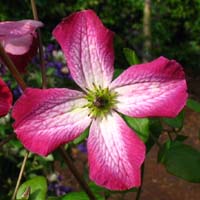 Clematis vit. Tango