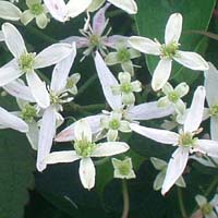 Clematis terniflora Robusta