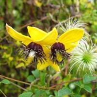 Clematis ser.Golden Tiara