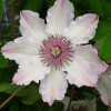 Clematis Fair Rosamond 