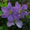 Clematis vit. Emilia Plater