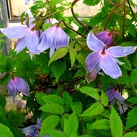 Clematis macropetala Floralia