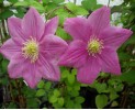 Clematis Hanaguruma 