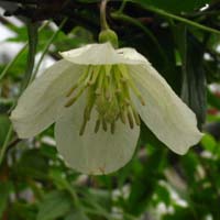 Clematis cirrhosa Wisley Cream