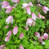 Clematis alpina Pink Flamingo