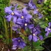 Clematis int.Durandii