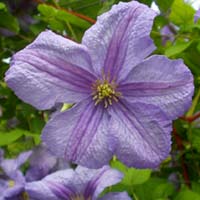 Clematis vit. Emilia Plater