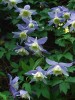 Clematis alpina Blue Princess