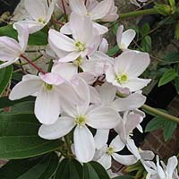 Clematis armandii Apple Blossom