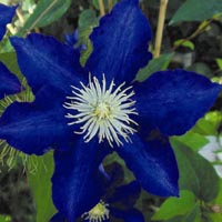 Clematis Kamilla