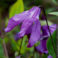 Clematis int.Pamiat Serdtza