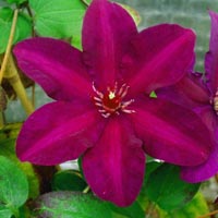 Clematis Stasik