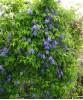 Clematis alpina Frances Rives