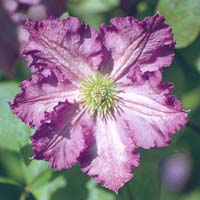 Clematis vit. Tentel
