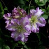 Clematis viticella Tentel