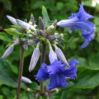 Clematis tub.Cassandra