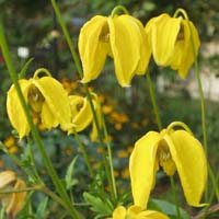 Clematis tang. Lambton Park