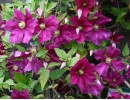 Clematis viticella Jenny Caddick