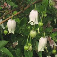 Clematis texensis x viorna Kaiu