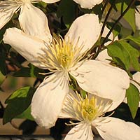 Clematis montana Superba
